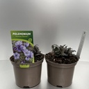 Weekaanbod foto 1