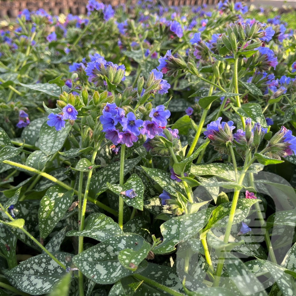 Pulmonaria 'Trevi Fountain'®