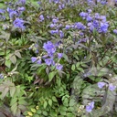 Polemonium 'Heaven Scent'®