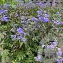 Polemonium 'Heaven Scent'®