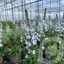 Veronica 'Tissington White'