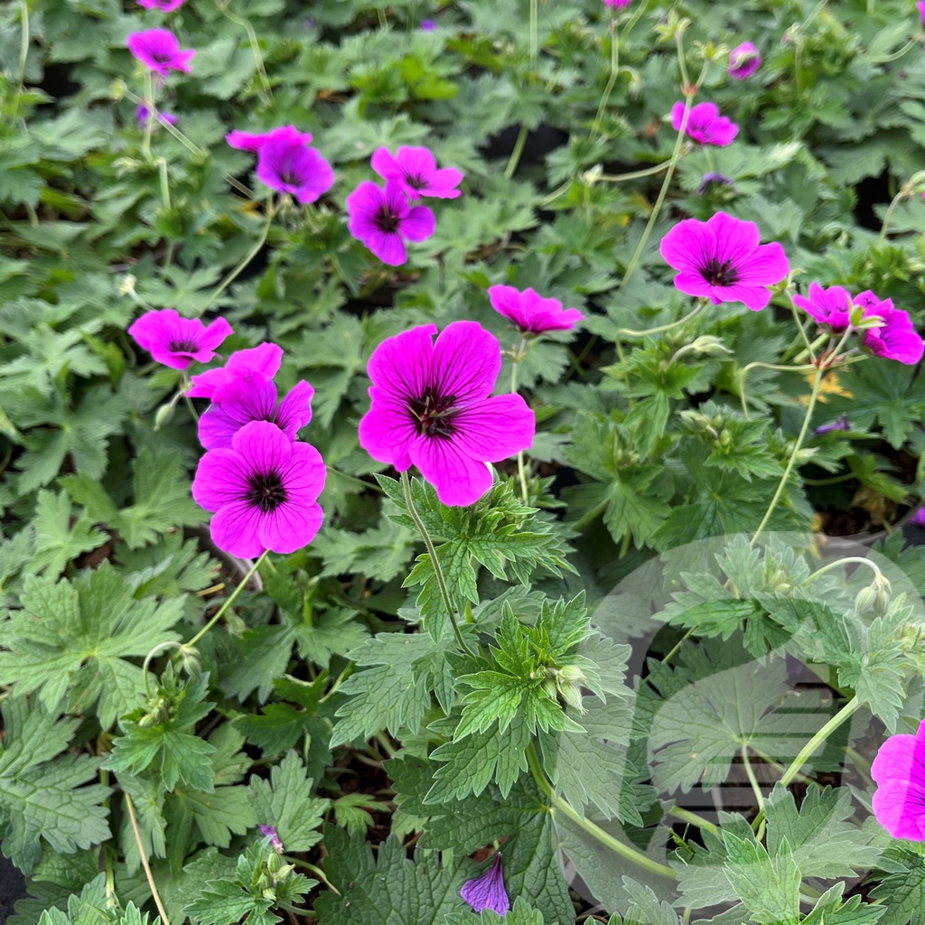 Geranium 'JS Matu Vu'™