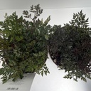 Weekaanbod foto 2
