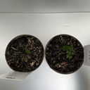 Weekaanbod foto 2