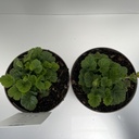 Weekaanbod foto 2