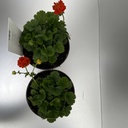 Weekaanbod foto 2