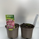 Weekaanbod foto 1