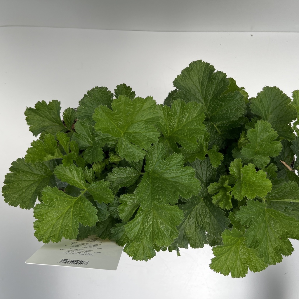 Weekaanbod foto 2