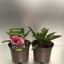 Weekaanbod foto 1