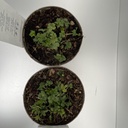 Weekaanbod foto 2