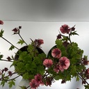 Weekaanbod foto 2