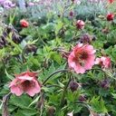 Geum rivale 'Bell Bank'