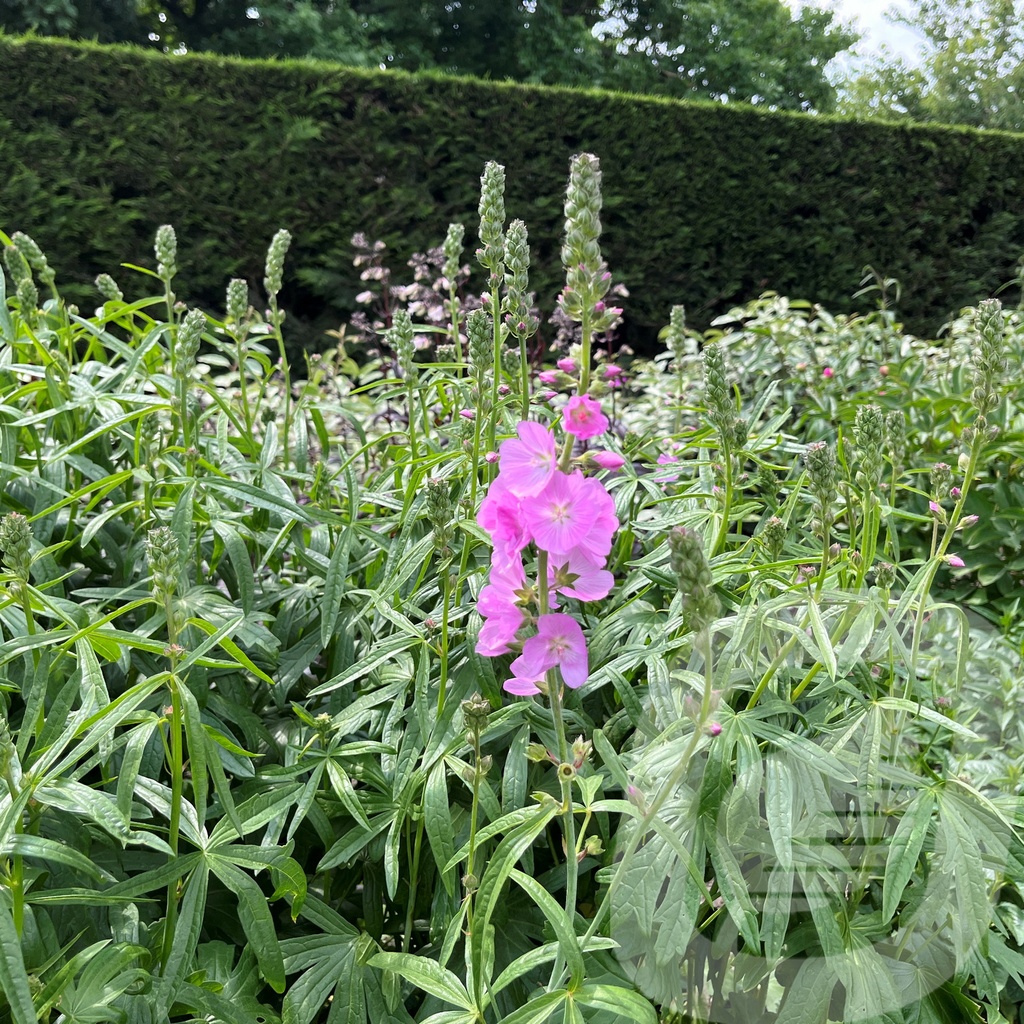 Sidalcea 'Shimmer'