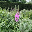 Sidalcea 'Shimmer'