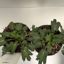 Weekaanbod foto 2