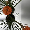 Weekaanbod foto 2