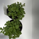 Weekaanbod foto 2