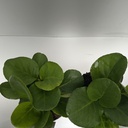 Weekaanbod foto 2