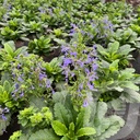 Wulfenia carinthiaca