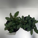 Weekaanbod foto 2