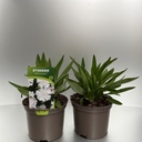 Weekaanbod foto 1
