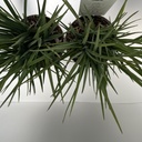 Weekaanbod foto 2