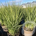 Dianella 'Coolvista'®