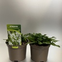 Weekaanbod foto 1
