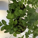 Weekaanbod foto 2