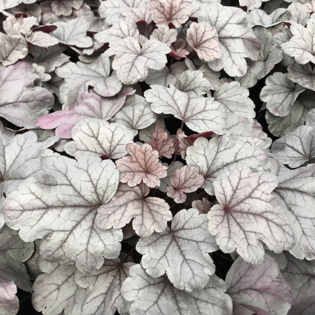 Heuchera 'Silver Gumdrop'®