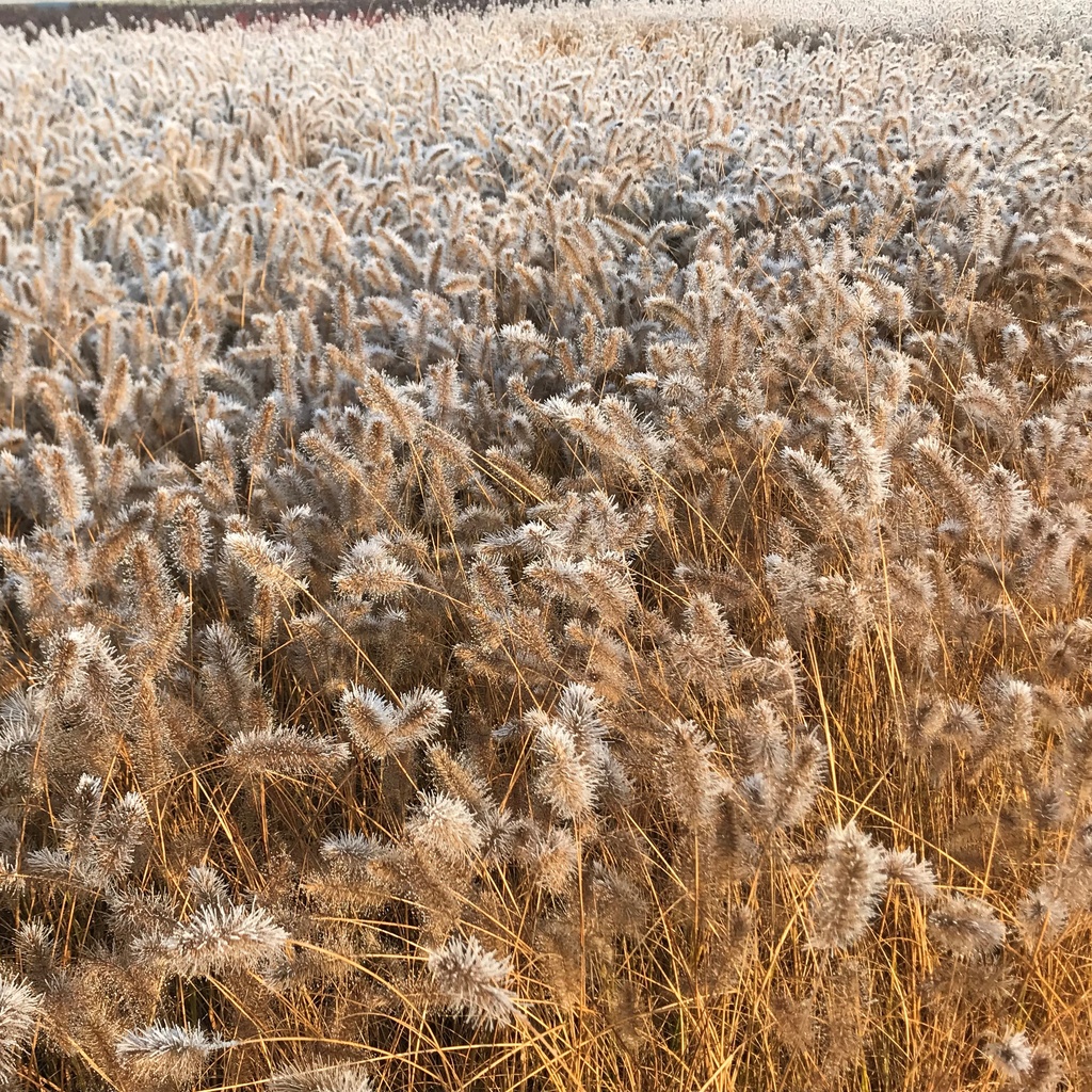 Pennisetum alopecuroides 'Hameln'