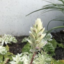 Acanthus 'Snow Storm'