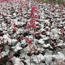 Heuchera 'Silver Gumdrop'®