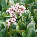 Bergenia 'Bach'