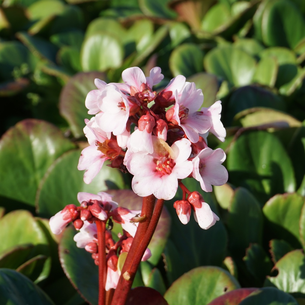 Bergenia 'Bach'