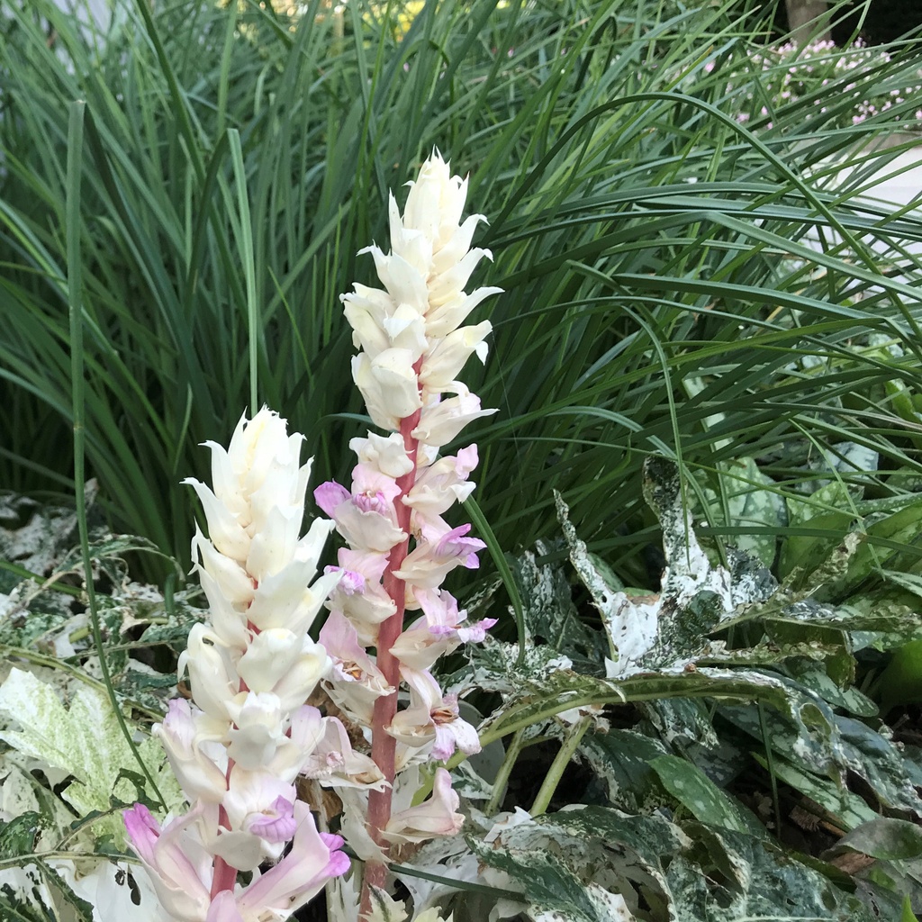 Acanthus 'Snow Storm'