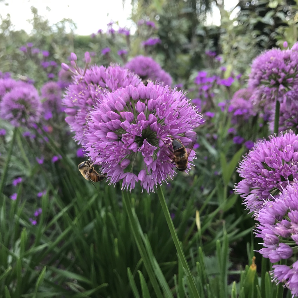 Allium 'Millenium'