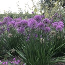 Allium 'Millenium'