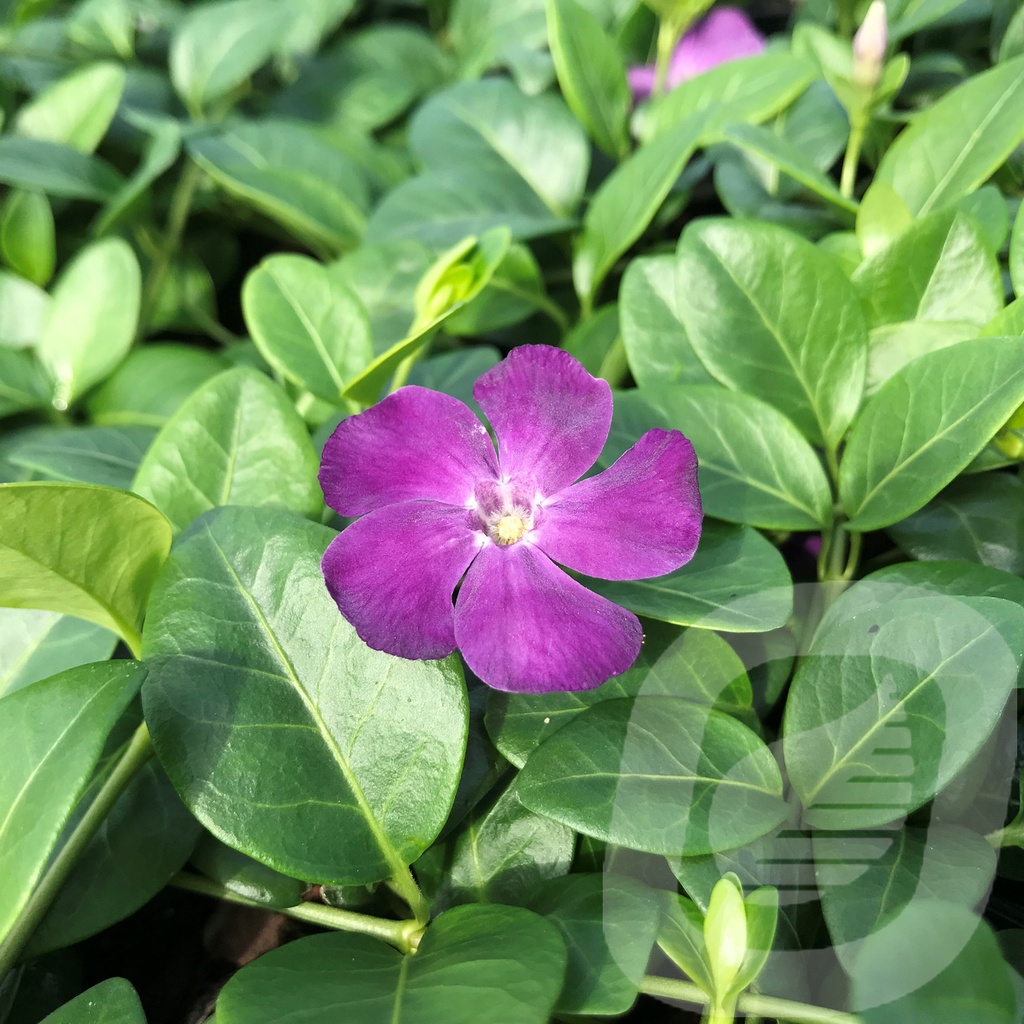 Vinca minor 'Verino'®