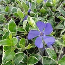 Vinca minor 'Ralph Shugert'