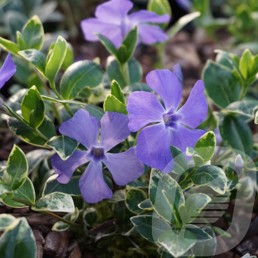 Vinca minor 'Ralph Shugert'