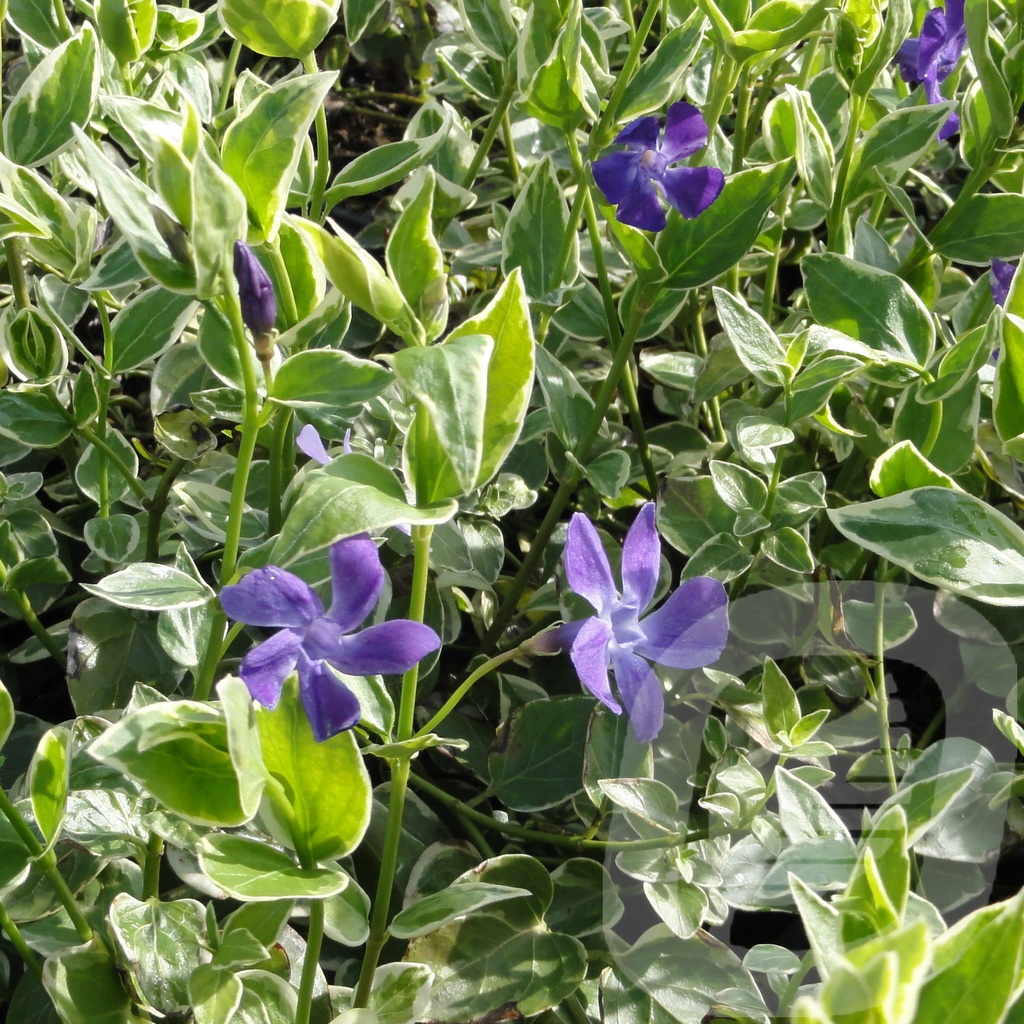 Vinca major 'Variegata'