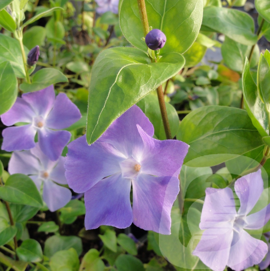 Vinca major