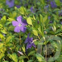 Vinca minor 'Imagine'®