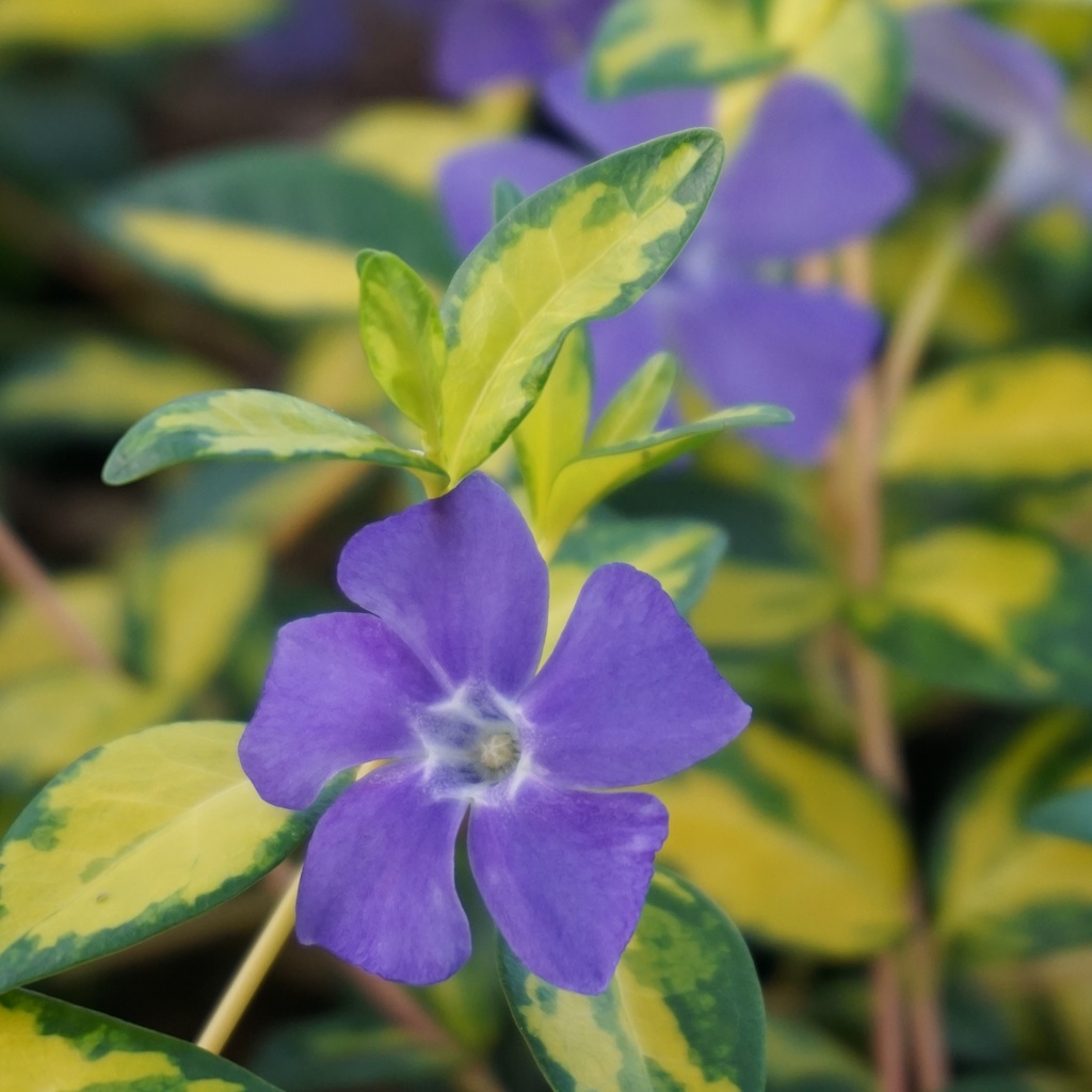 Vinca minor 'Illumination'