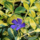 Vinca minor 'Illumination'