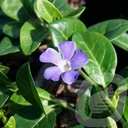 Vinca minor 'Hawaii'