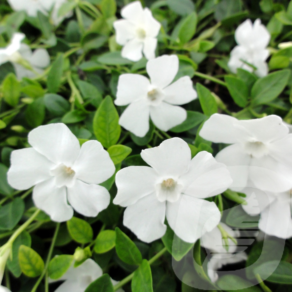 Vinca minor 'Gertrude Jekyll'