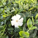 Vinca minor 'Gertrude Jekyll'