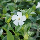 Vinca minor 'Colada'